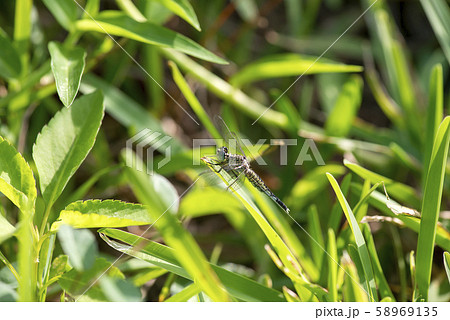 コシブトトンボ コシブトトンボ 58969135