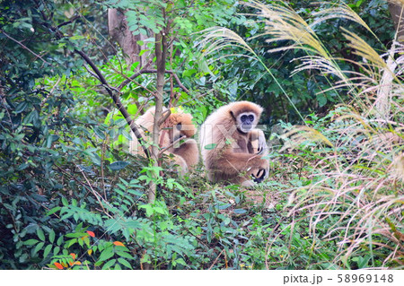 シロテテナガザル 58969148