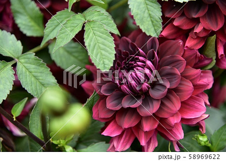 ダリア 花 ダリア 花 58969622