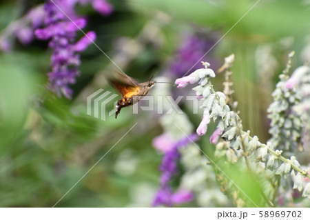 京都府立植物園 京都府立植物園 58969702