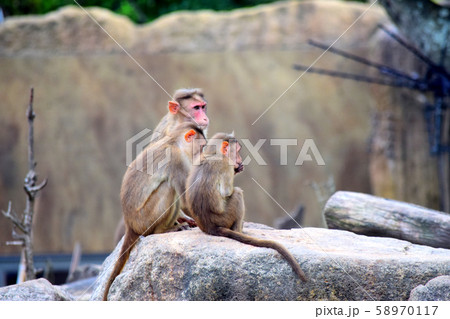 ボンネットモンキー ボンネットモンキー 58970117