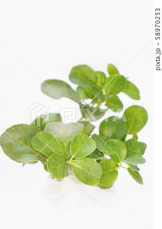 ケイパー 58970253