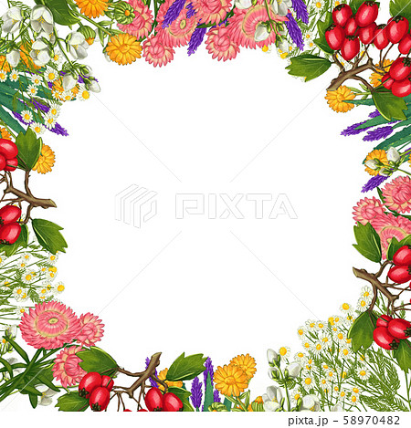 Hand drawn medicinal plant frame. Healing herbs border. isolated on white background Hand drawn medicinal plant frame. Healing herbs border. isolated on white background 58970482