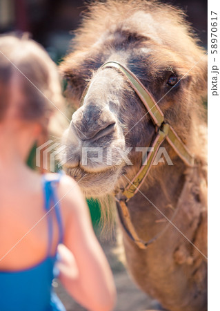 Little girl with camels in the zoo on warm and sunny summer day. Active family leisure. 58970617