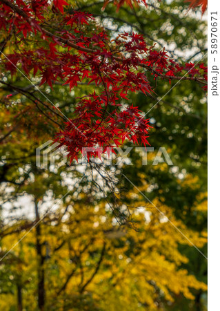 autumn leaf nature background autumn leaf nature background 58970671
