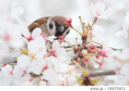 スズメと桜 58970821