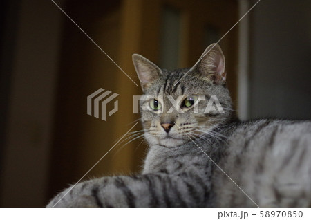 見つめる 58970850