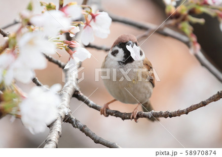 スズメと桜 58970874