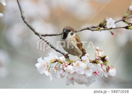 スズメと桜 スズメと桜 58971038