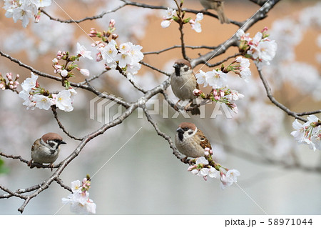スズメと桜 スズメと桜 58971044
