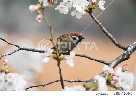 スズメと桜 スズメと桜 58971060