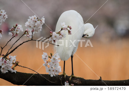 サギと桜 サギと桜 58972470