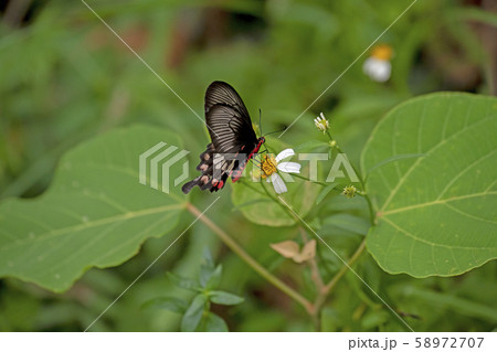 ベニモンアゲハ 58972707