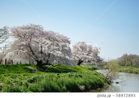 日光街道歩き　越ケ谷宿　元荒川の桜並木 58972893