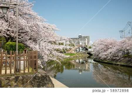 日光街道歩き 草加宿 桜並木 日光街道歩き 草加宿 桜並木 58972898
