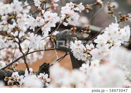 ヒヨドリと桜 58973047
