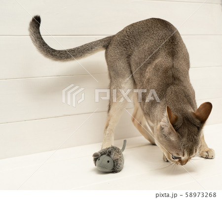 Singapura cat with mouse on white background. The smallest cat breed in the world. 58973268