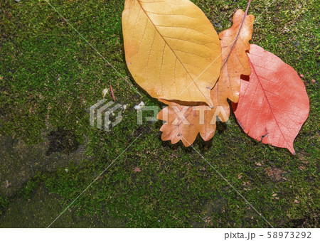 Yellow autumn leaves on a stone witnh moss. Autumnal background 58973292