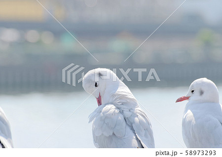 羽繕いするカモメ 58973293
