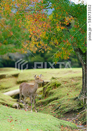 奈良公園の鹿 奈良公園の鹿 58973302