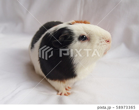 横を向くモルモットの写真素材