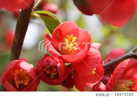 ぼけの花 58973505