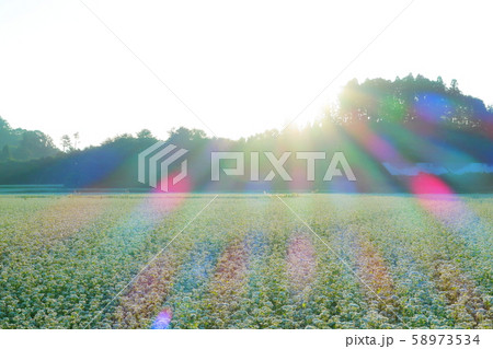 そば畑の日の出 58973534