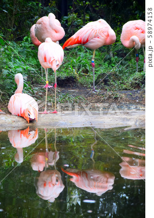 フラミンゴ フラミンゴ 58974158
