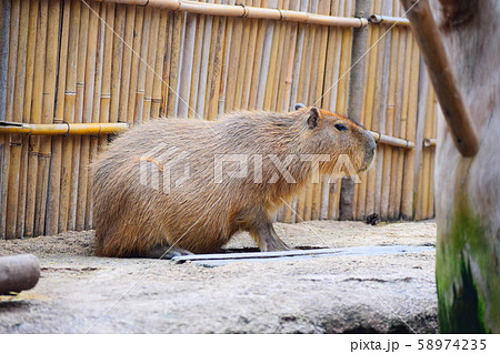 カピバラ 58974235