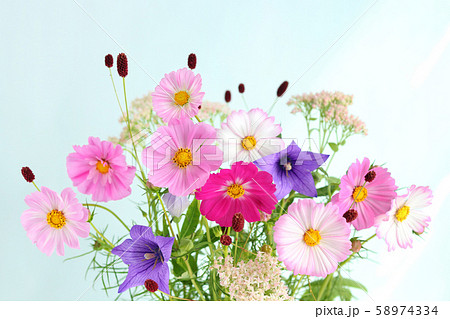 コスモスの切花 58974334