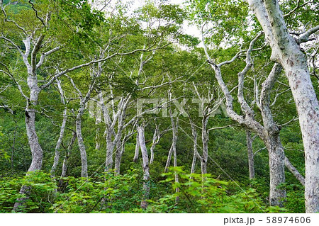 夕張岳の樹林帯 夕張岳の樹林帯 58974606