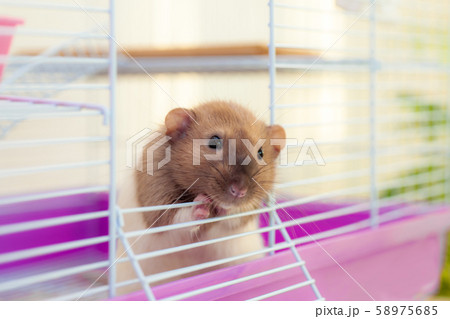 Pet rat looking out of its cell 58975685