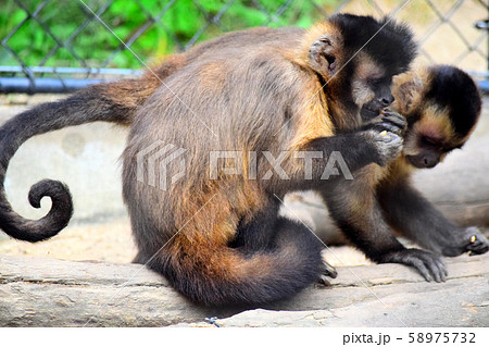 フサオマキザル 58975732