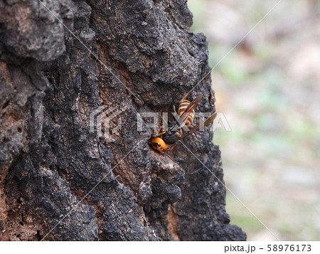 オオスズメバチ オオスズメバチ 58976173