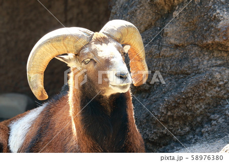 ムフロンの顔 58976380