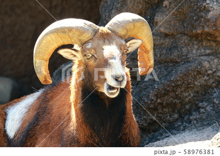 ムフロンの顔 58976381