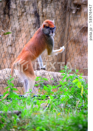 パタスモンキー パタスモンキー 58976447