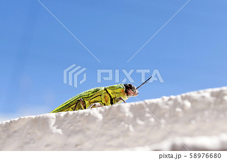 アオムネスジタマムシ アオムネスジタマムシ 58976680