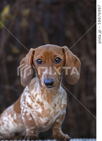 dog portrait autumn tree background  58976997