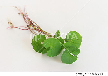 ゴツコラ 58977118