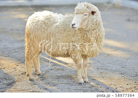ピルドアベア ひつじ 羊 楽天市場】くつろぐ子ひつじ Merino Lamb Resting 強化