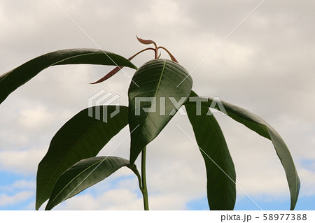 金~ツマンゴーの葉 金~ツマンゴーの葉 58977388