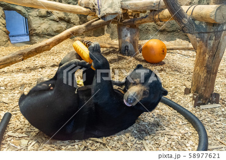 遊んでるマレーグマ 遊んでるマレーグマ 58977621