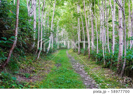 天塩岳の樹林帯 58977700