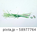 Lemon grass 58977764