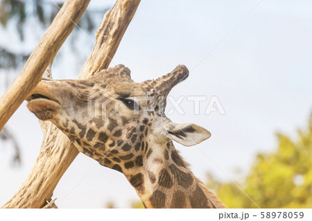 Rothschild Giraffe nibbling on a wooden trunk 58978059