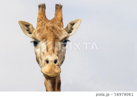 Fronf view of the head of Rothschild Giraffe Fronf view of the head of Rothschild Giraffe 58978061