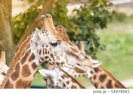 Portrait of Rothschild Giraffes outdoors Portrait of Rothschild Giraffes outdoors 58978062