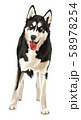 Siberian Husky is standing tensely, carefully 58978254
