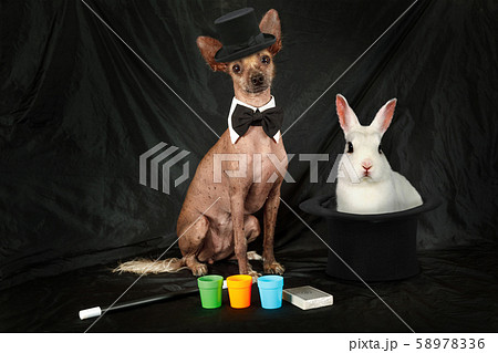 Thoroughbred Xoloitzcuintli dog dressed as a Thoroughbred Xoloitzcuintli dog dressed as a 58978336